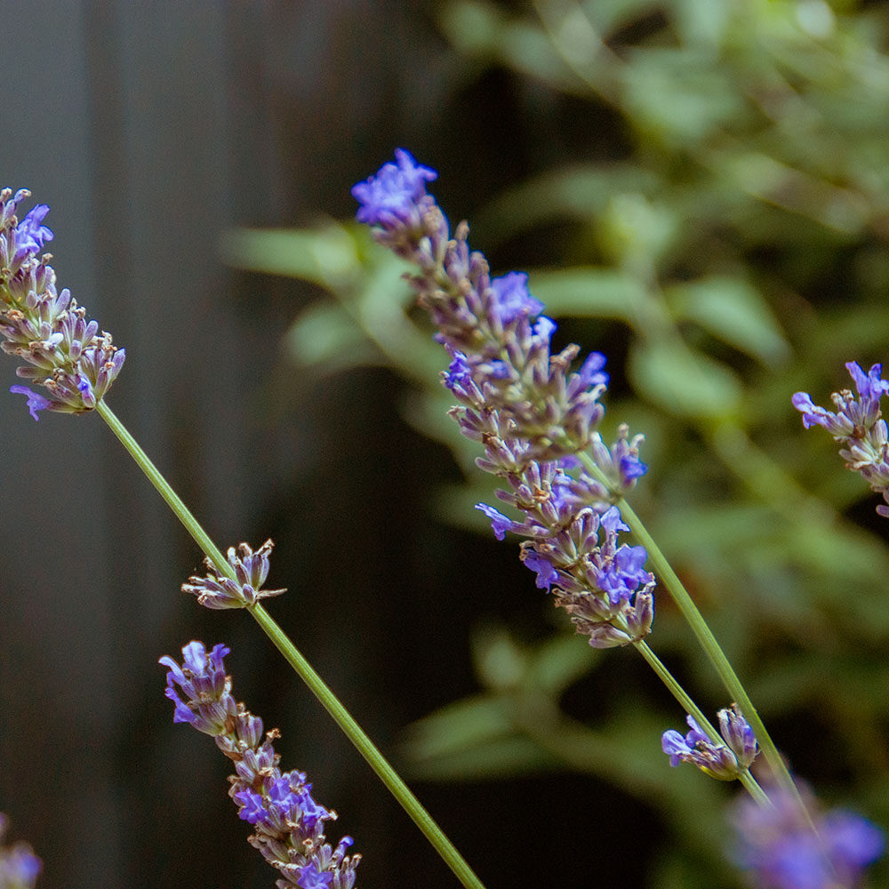 lavendel irene